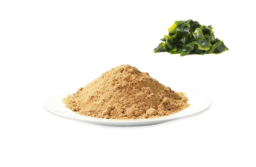Best Seaweed Extract